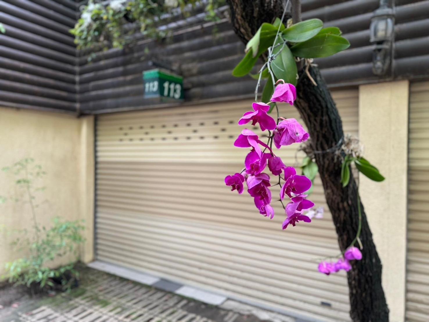 Ivy Motel Τσιάγι Εξωτερικό φωτογραφία